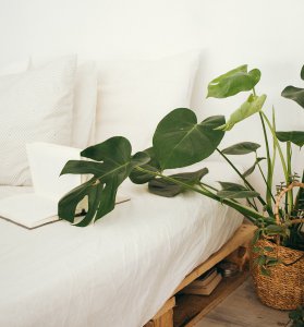Vastu plantas para sua casa